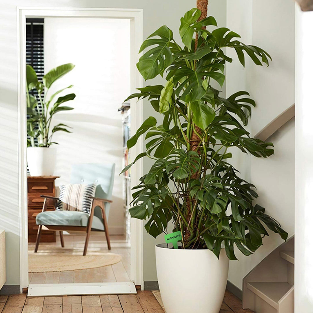 Sonnewelt Pflanzstab Kokos Monstera 2 Stück