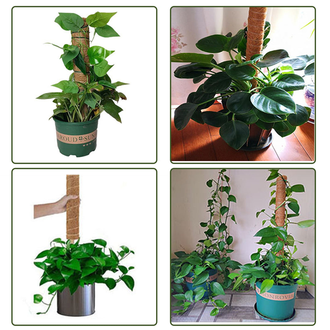 Sonnewelt Pflanzstab Kokos Monstera 2 Stück
